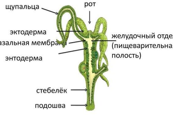 Кракен тор ссылка онлайн